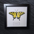 Faux Appalachian Tiger Swallowtail Butterfly