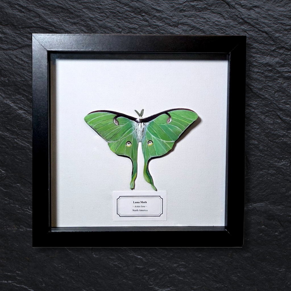 Faux Luna Moth