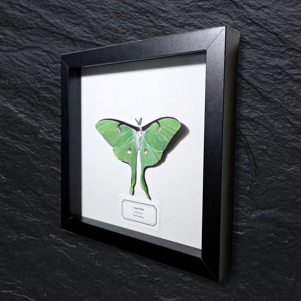 Faux Luna Moth
