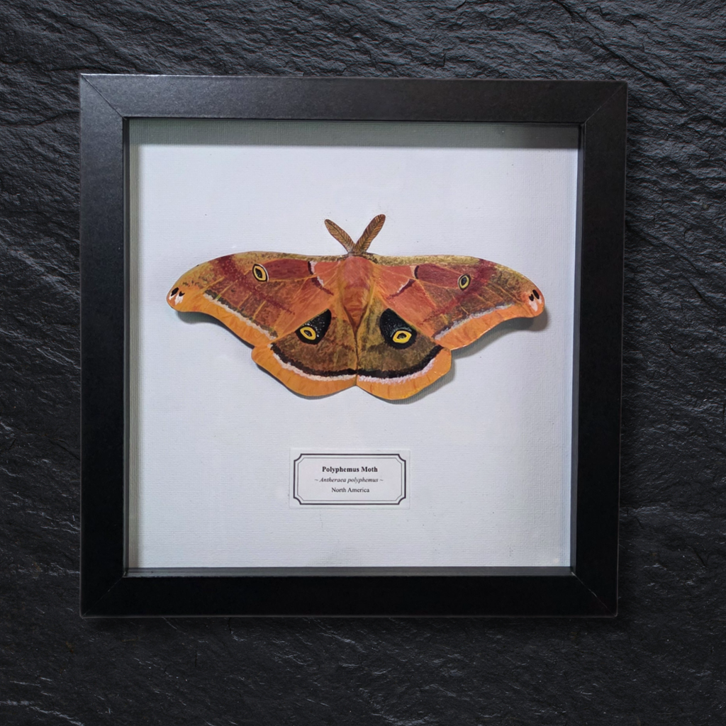 Faux Polyphemus Moth