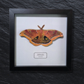 Faux Polyphemus Moth