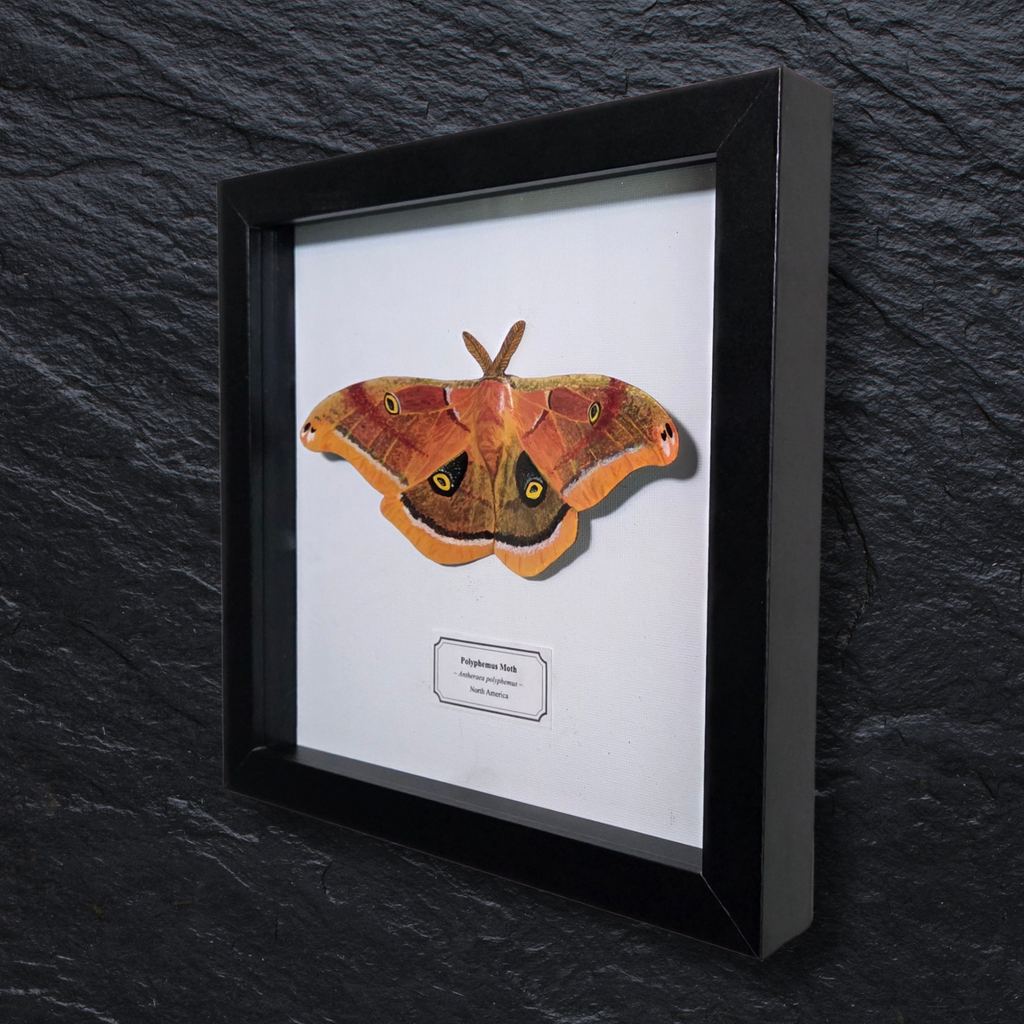 Faux Polyphemus Moth