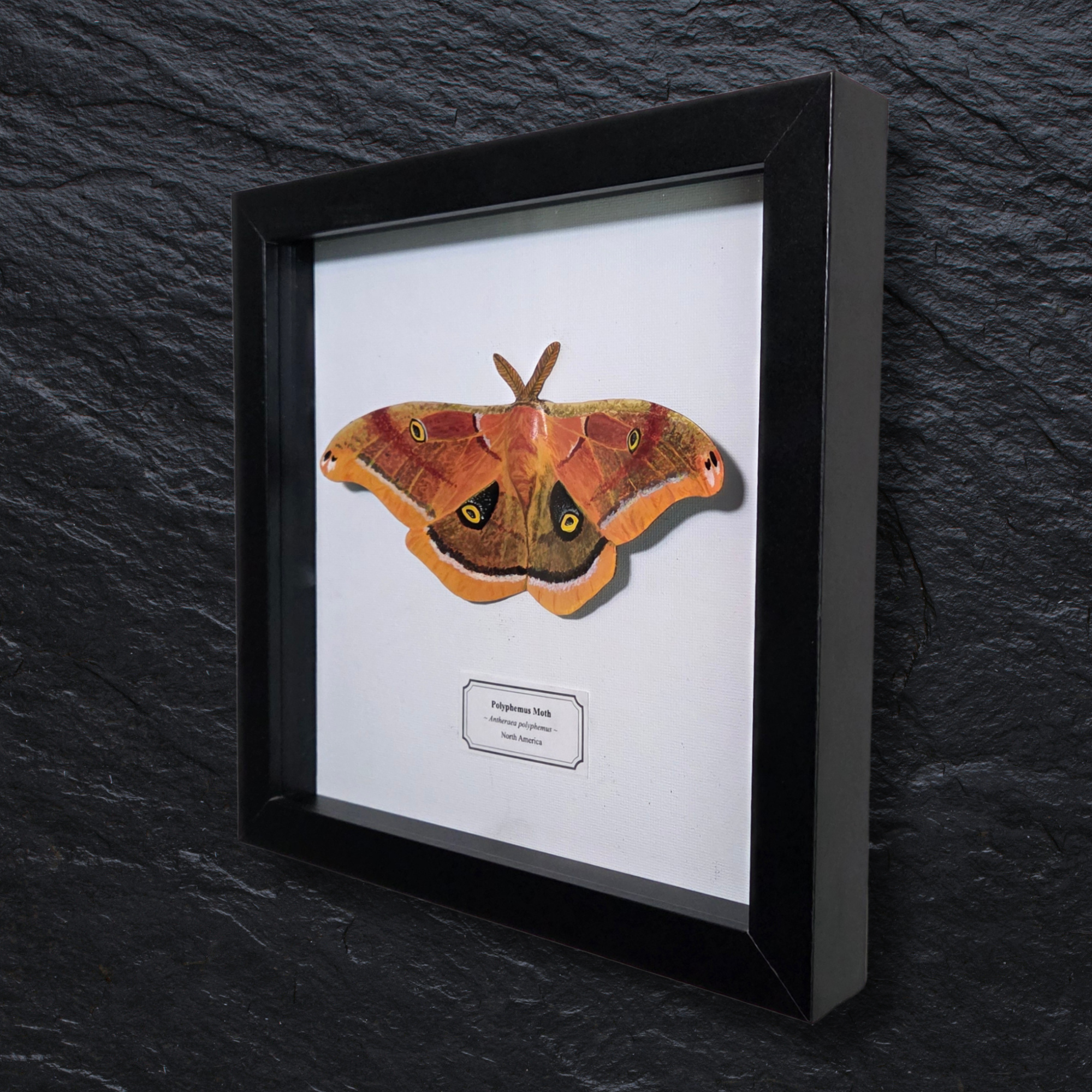Faux Polyphemus Moth