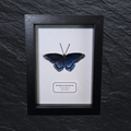 Faux Red Spotted Purple Butterfly