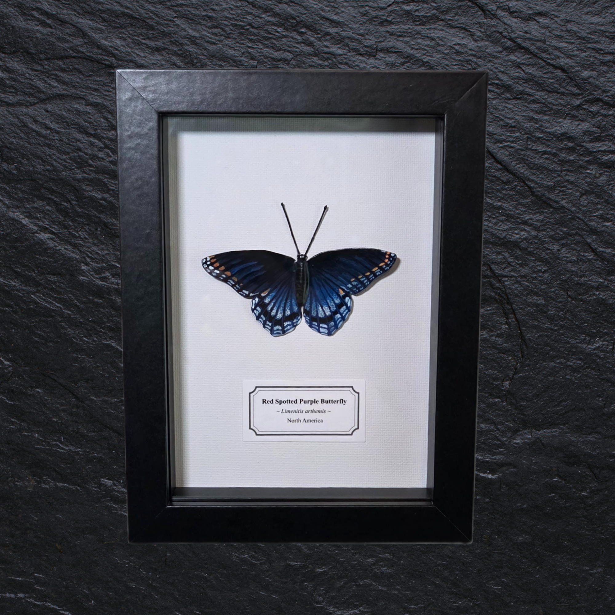Faux Red Spotted Purple Butterfly
