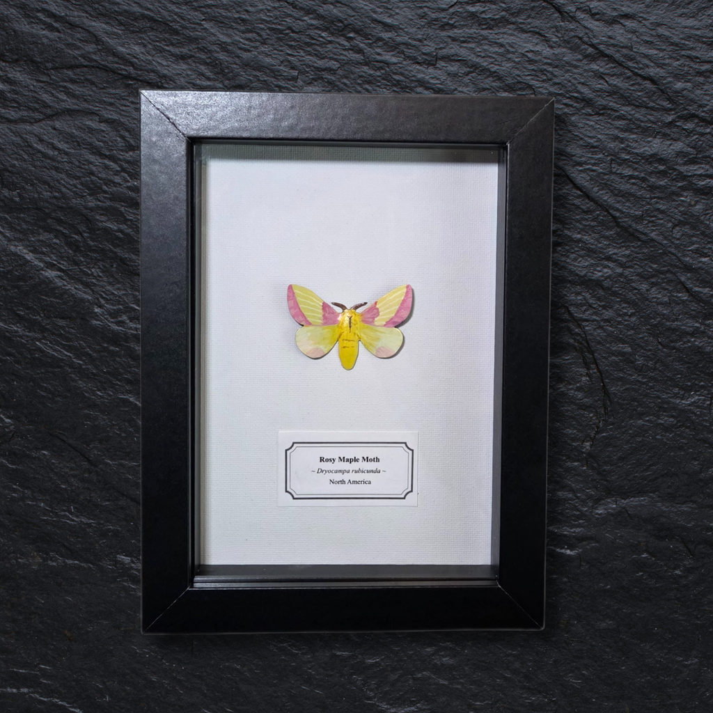 Faux Rosy Maple Moth