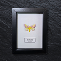 Faux Rosy Maple Moth