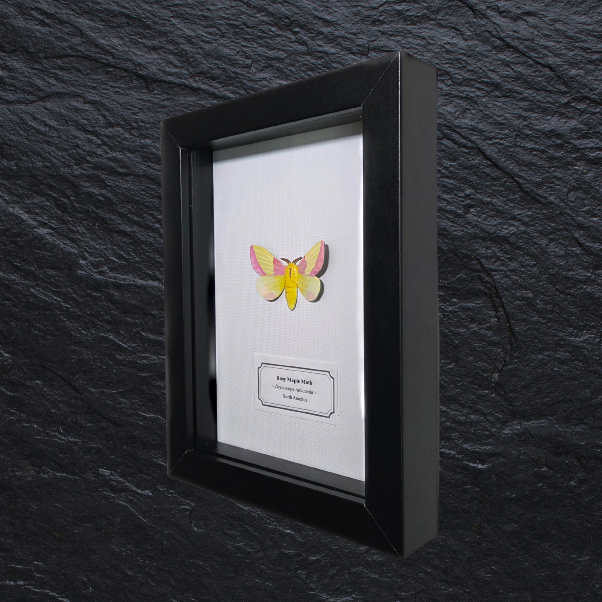 Faux Rosy Maple Moth