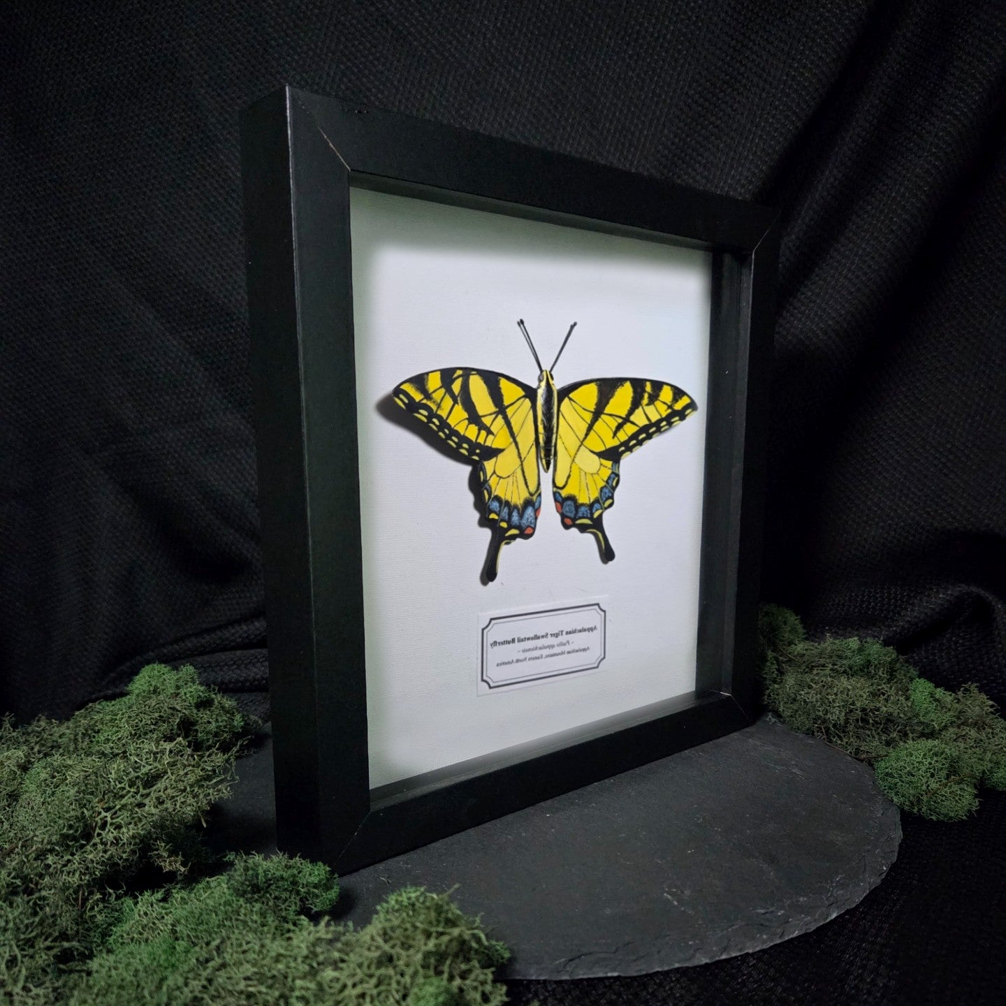 Faux Appalachian Tiger Swallowtail Butterfly