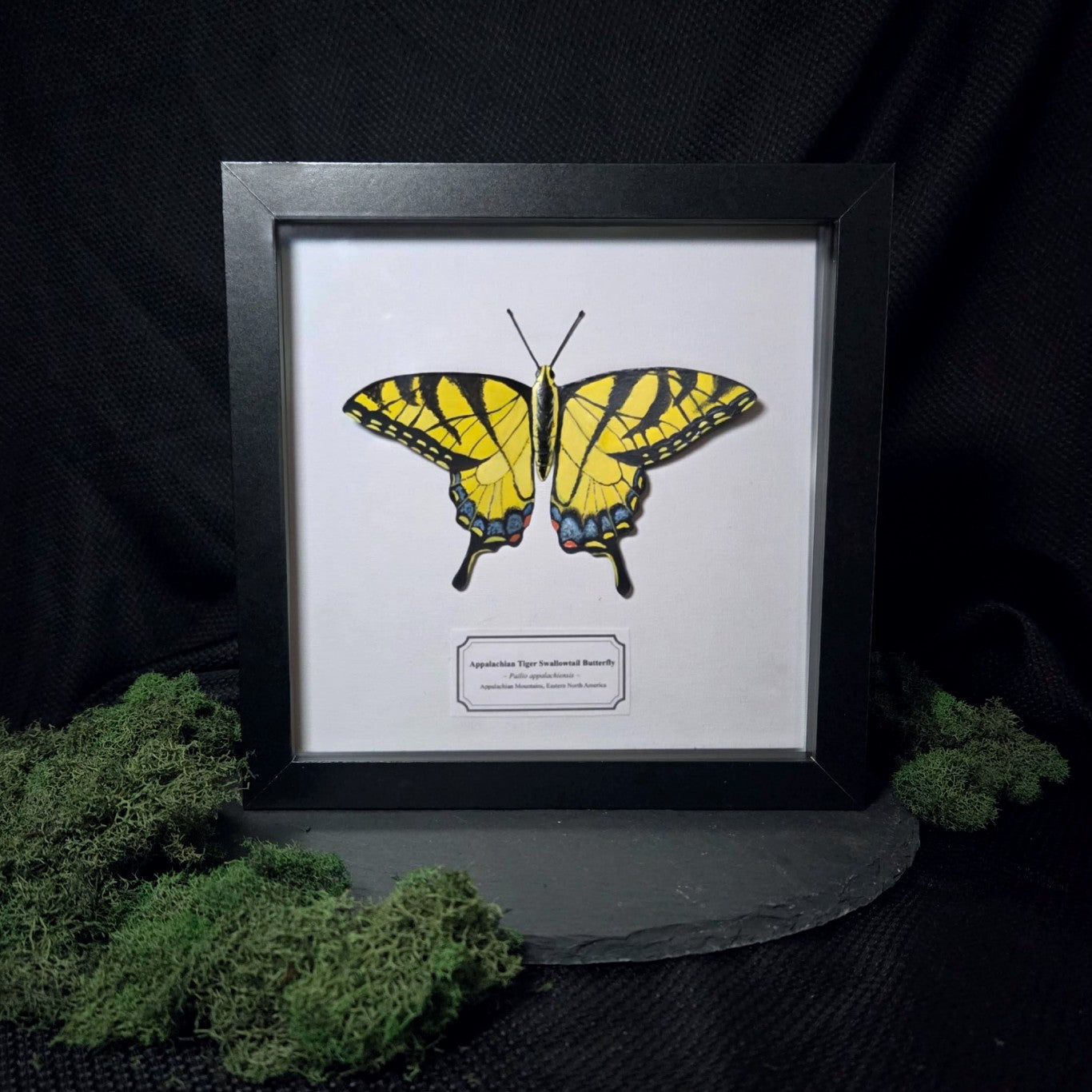 Faux Appalachian Tiger Swallowtail Butterfly