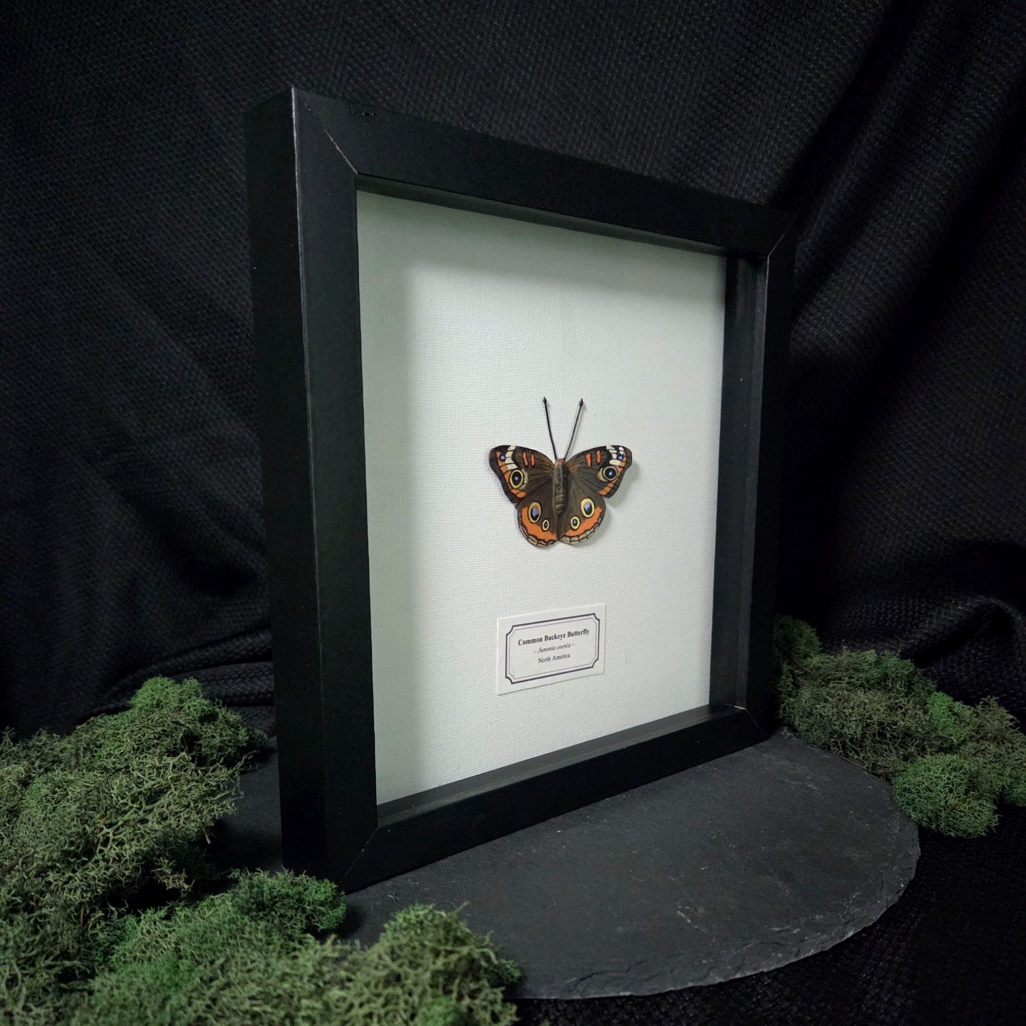 Common Buckeye Butterfly