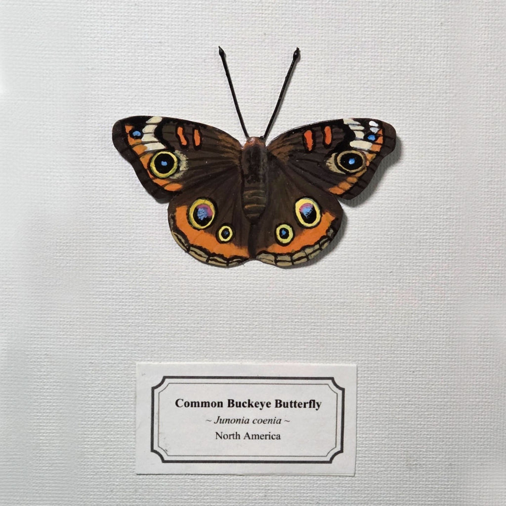 Common Buckeye Butterfly