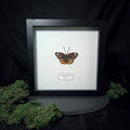 Common Buckeye Butterfly