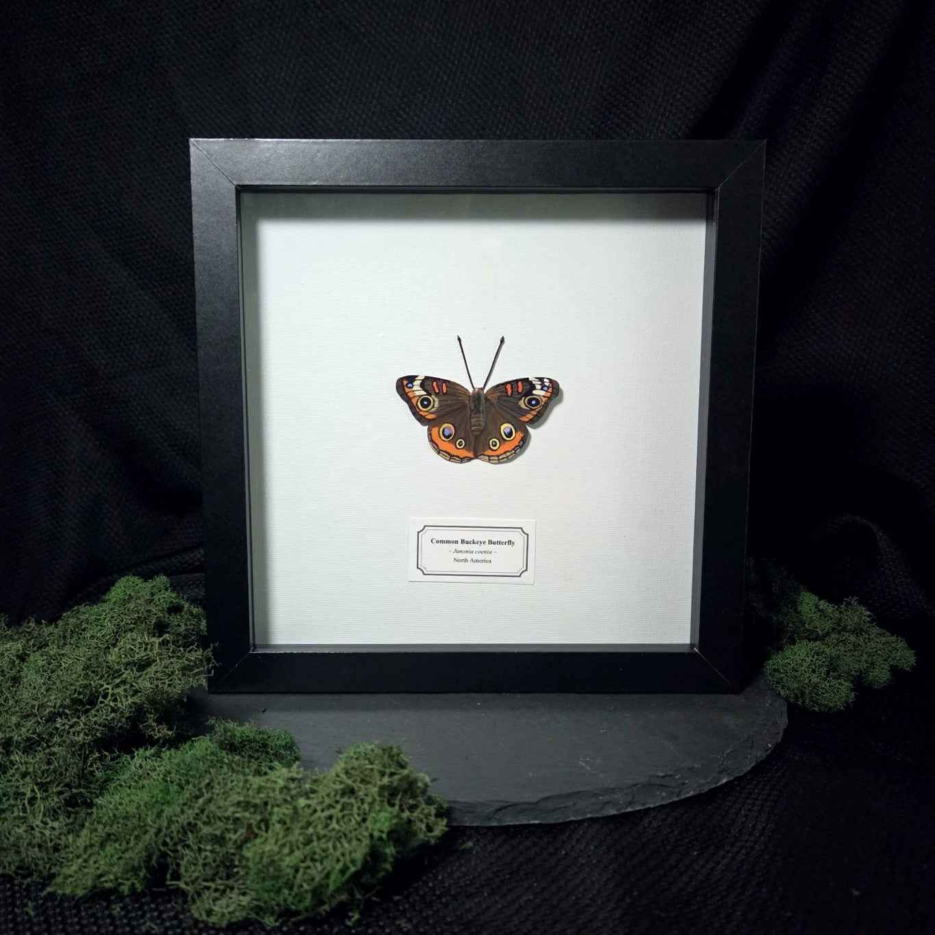 Common Buckeye Butterfly