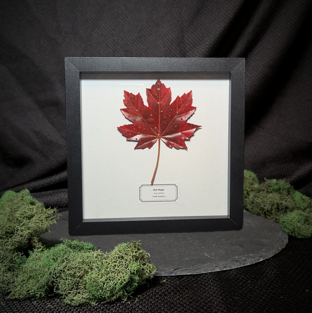 Faux Maple Leaf