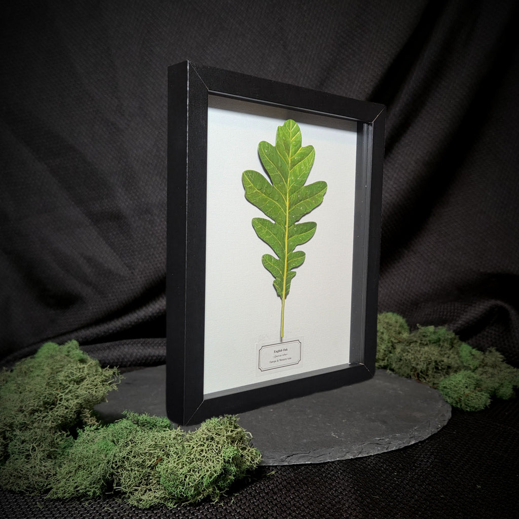 Faux English Oak Leaf