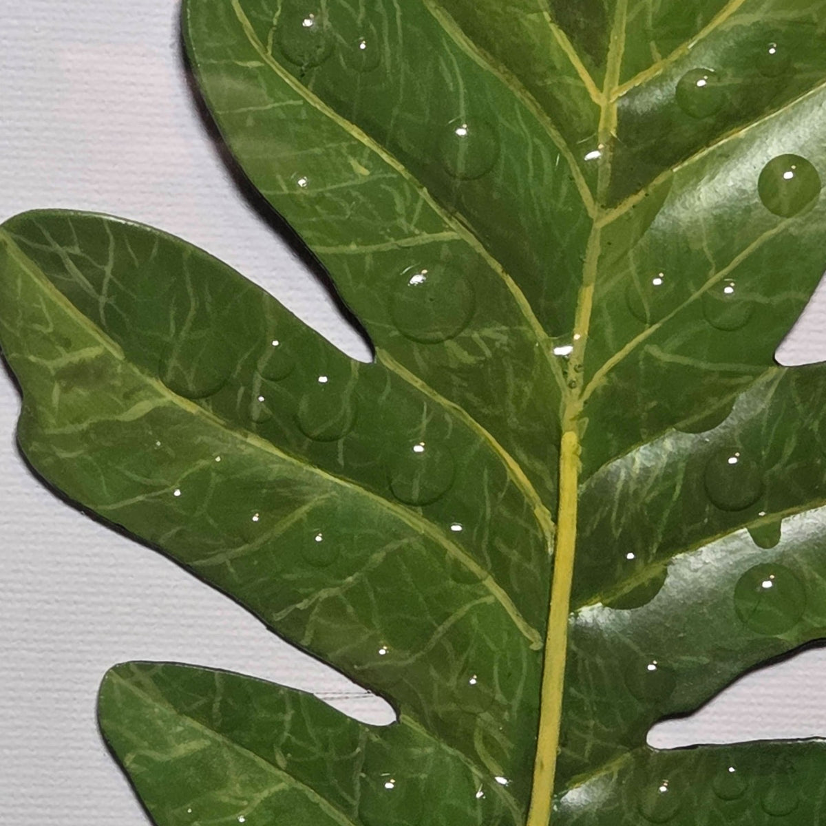 Faux English Oak Leaf