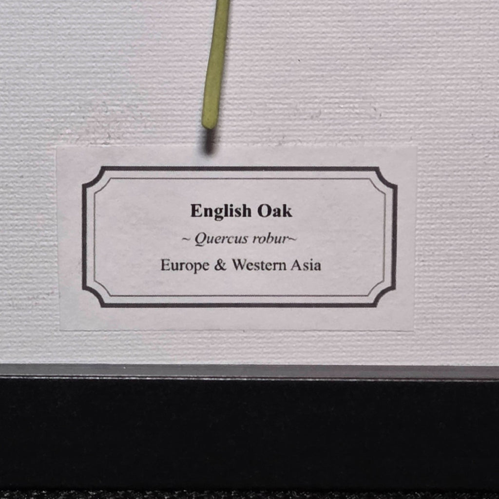 Faux English Oak Leaf