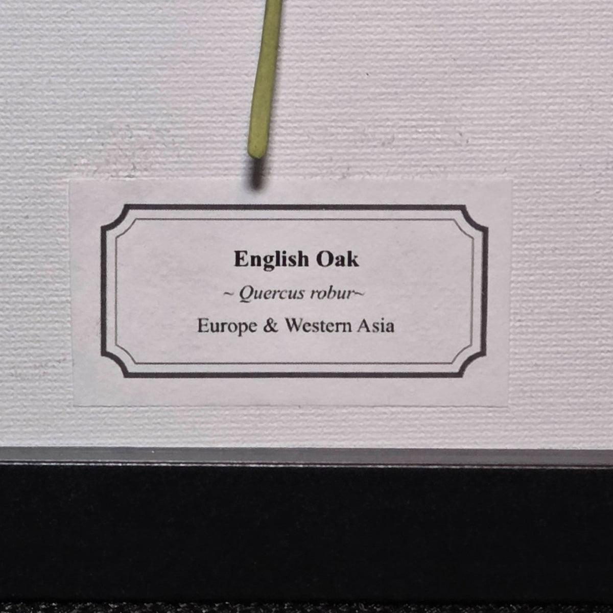 Faux English Oak Leaf