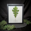 Faux English Oak Leaf