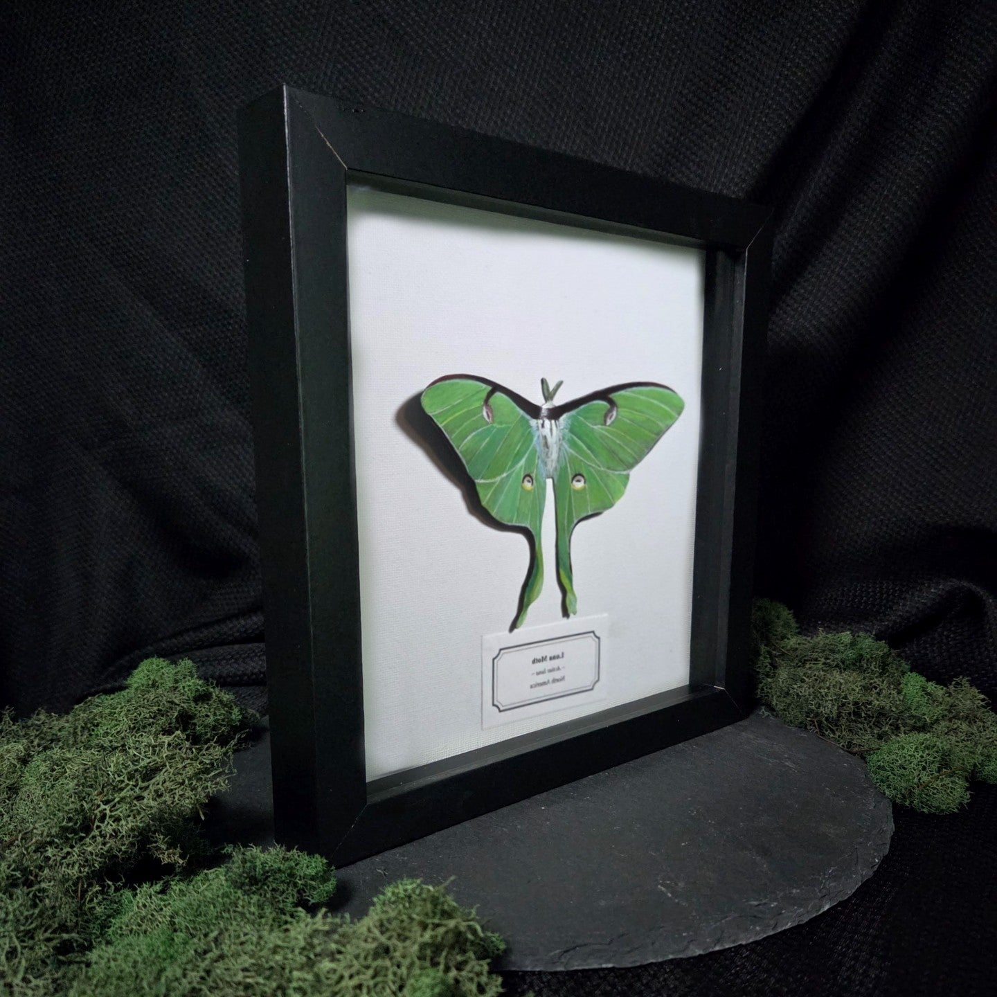 Faux Luna Moth
