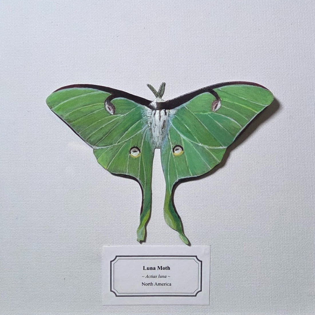 Faux Luna Moth