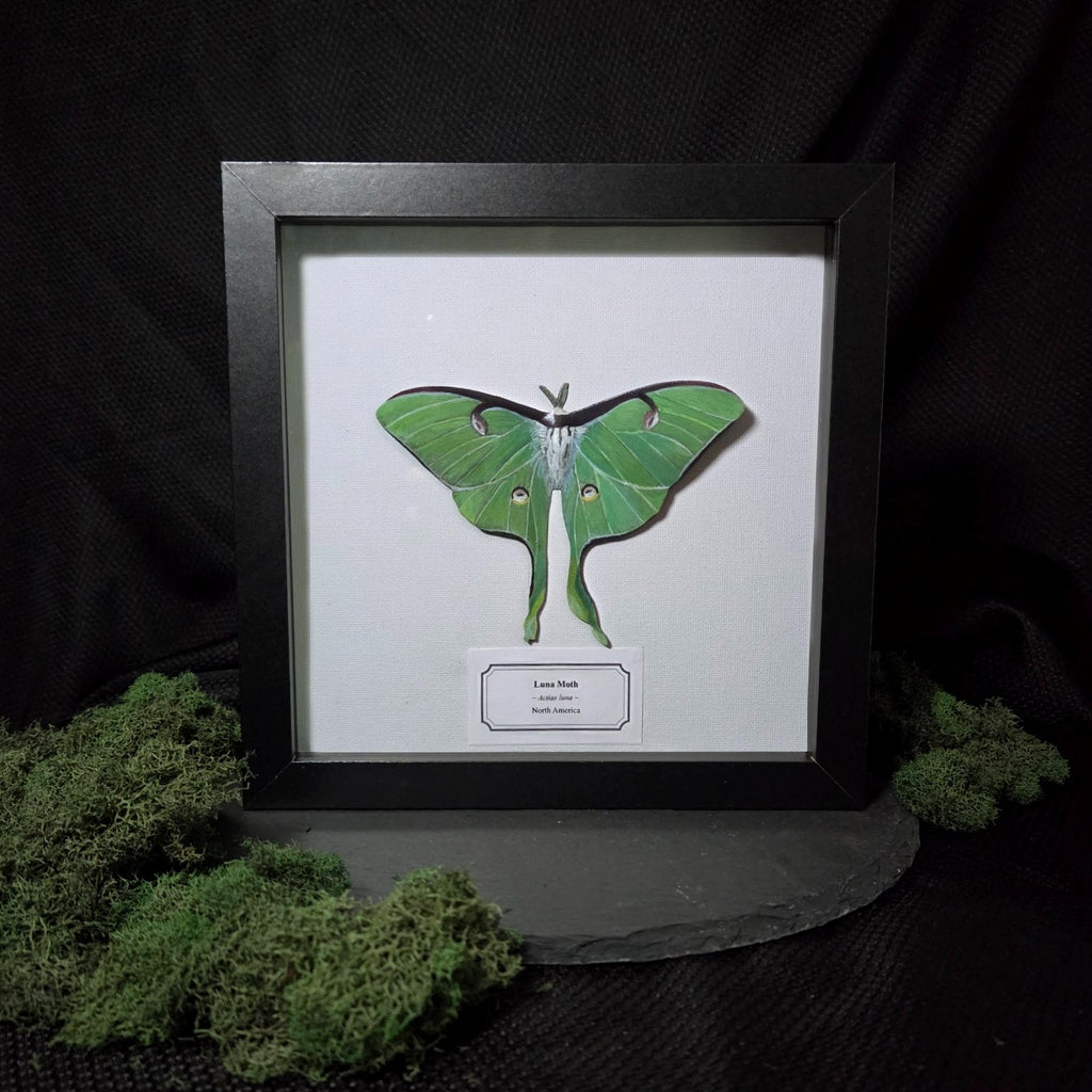 Faux Luna Moth