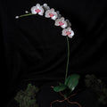 Moth Orchid Sculpture #1