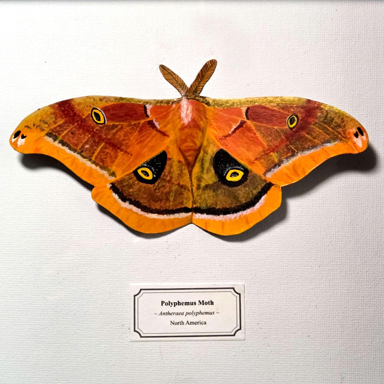 Faux Polyphemus Moth