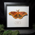 Faux Polyphemus Moth