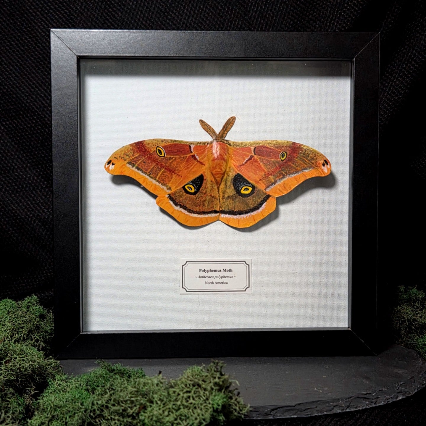 Faux Polyphemus Moth