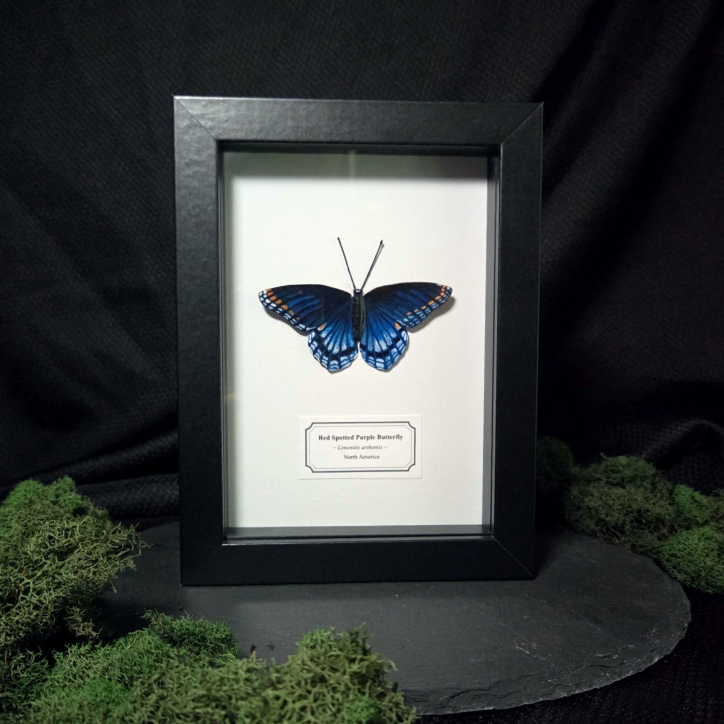 Faux Red Spotted Purple Butterfly