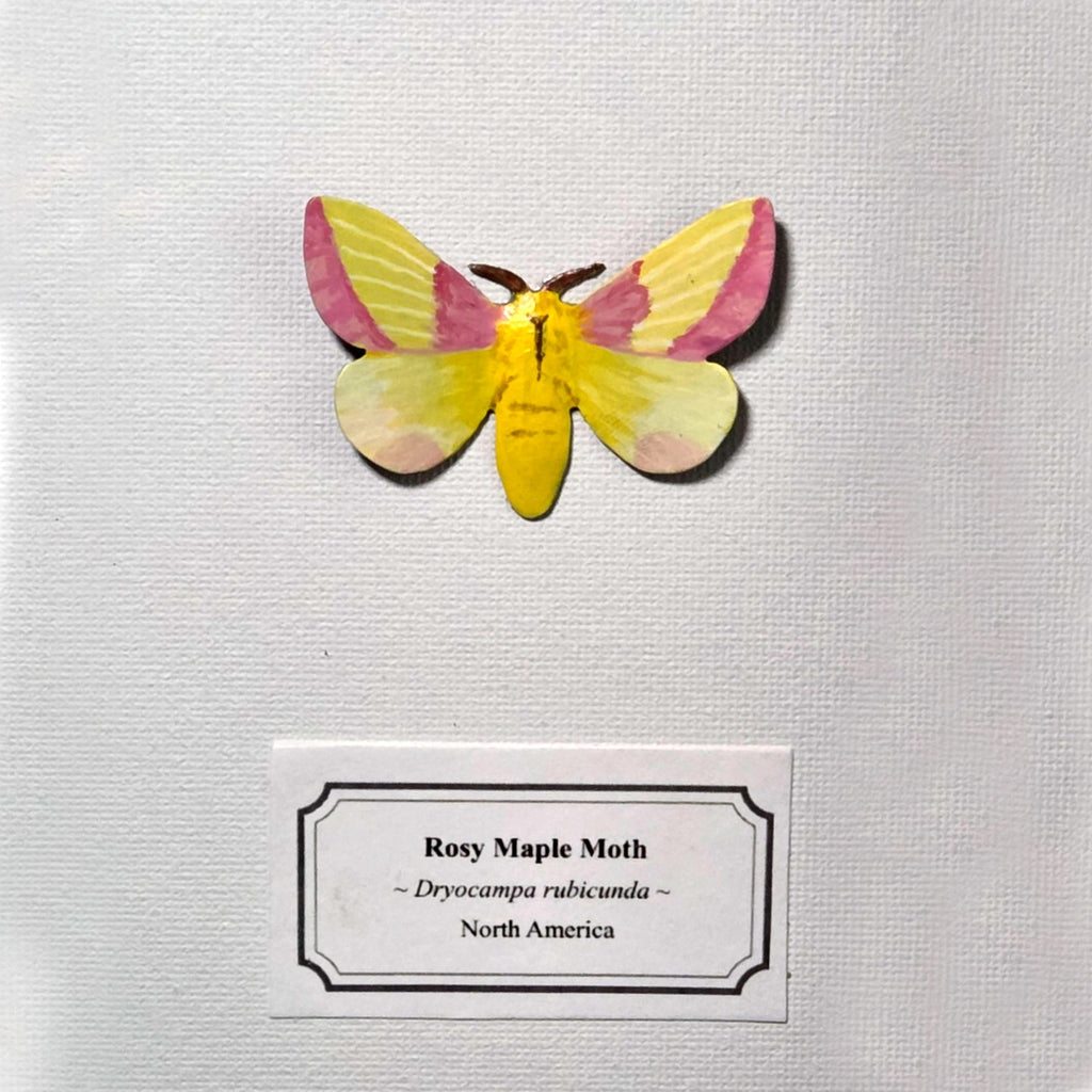 Faux Rosy Maple Moth