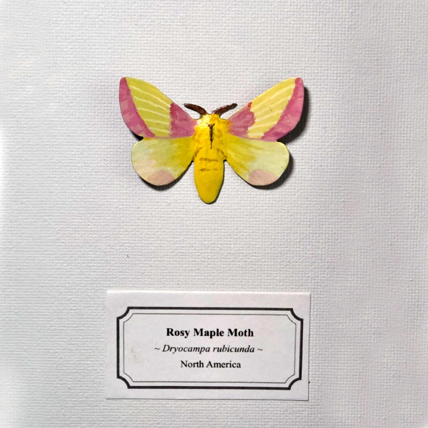 Faux Rosy Maple Moth