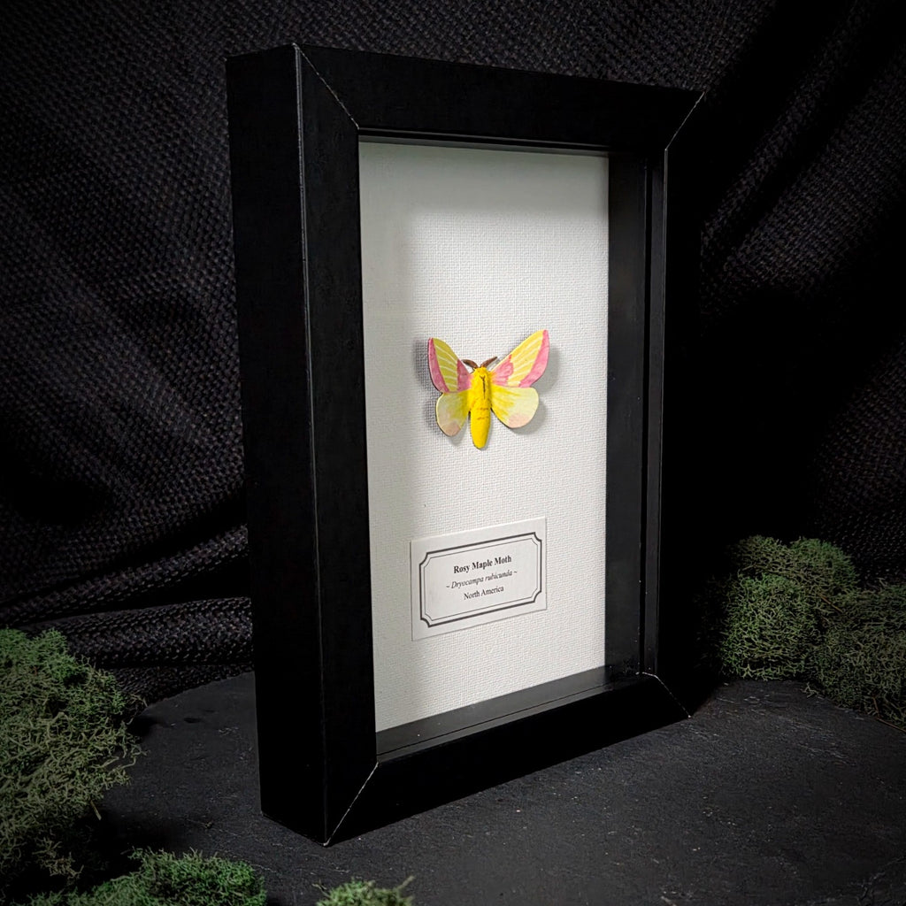 Faux Rosy Maple Moth