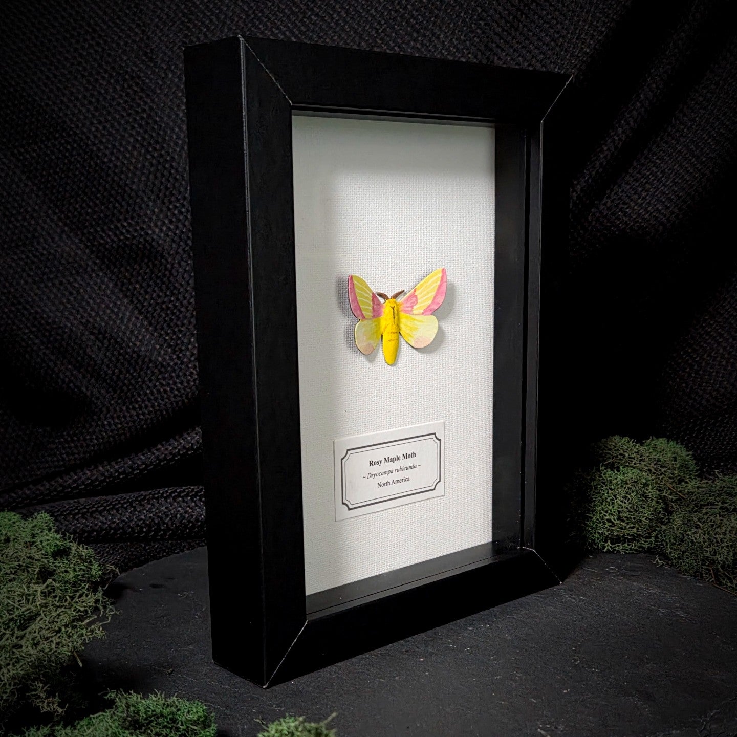 Faux Rosy Maple Moth