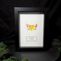 Faux Rosy Maple Moth